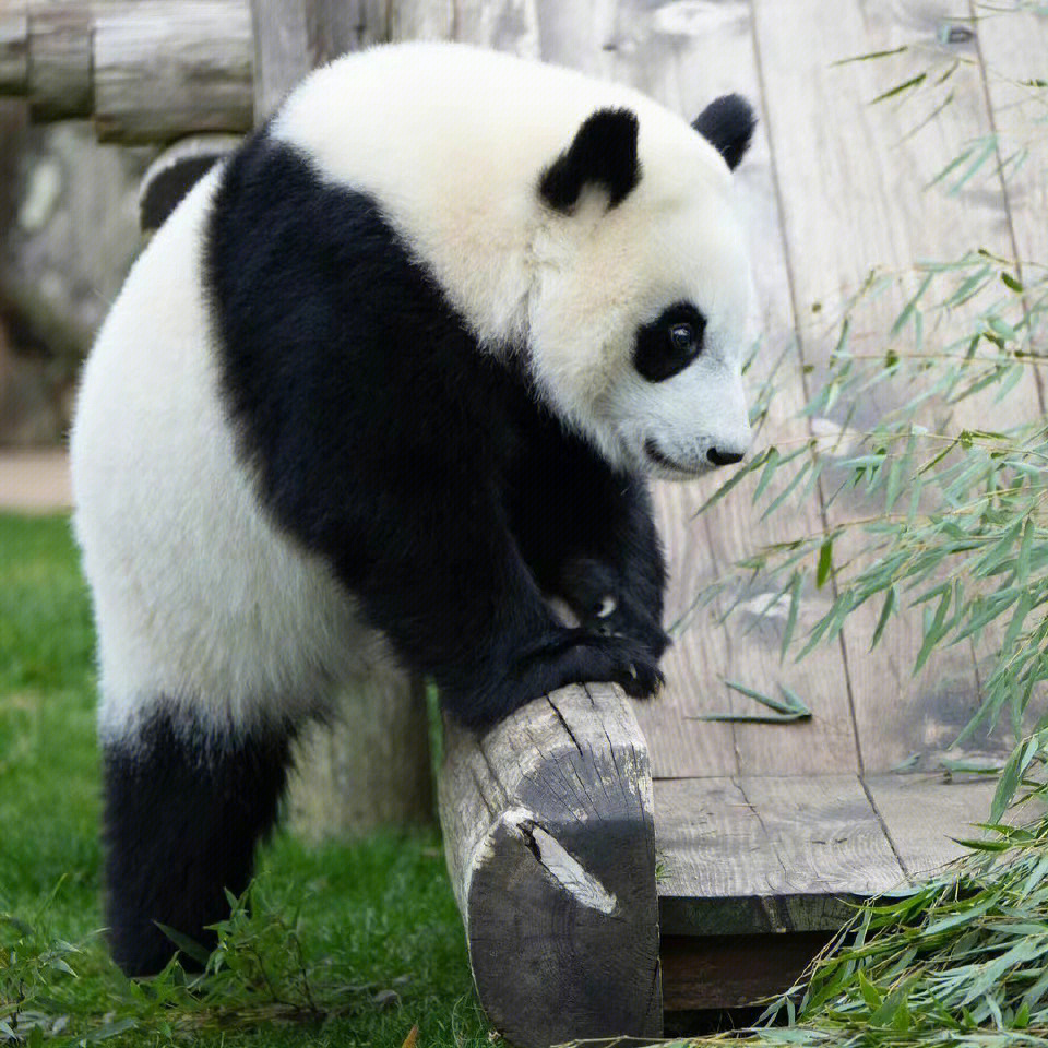 大熊猫憨憨最新