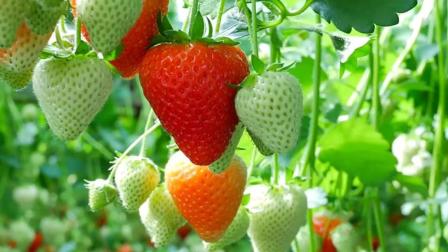 草莓种植最新科技详解,一步步带你成为专家