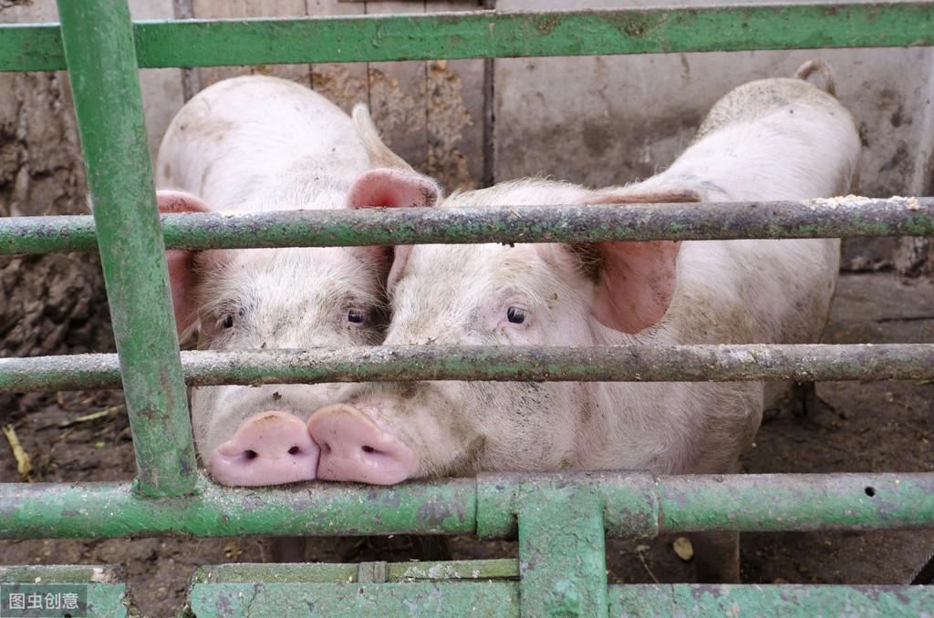 今日猪价最新价格完整