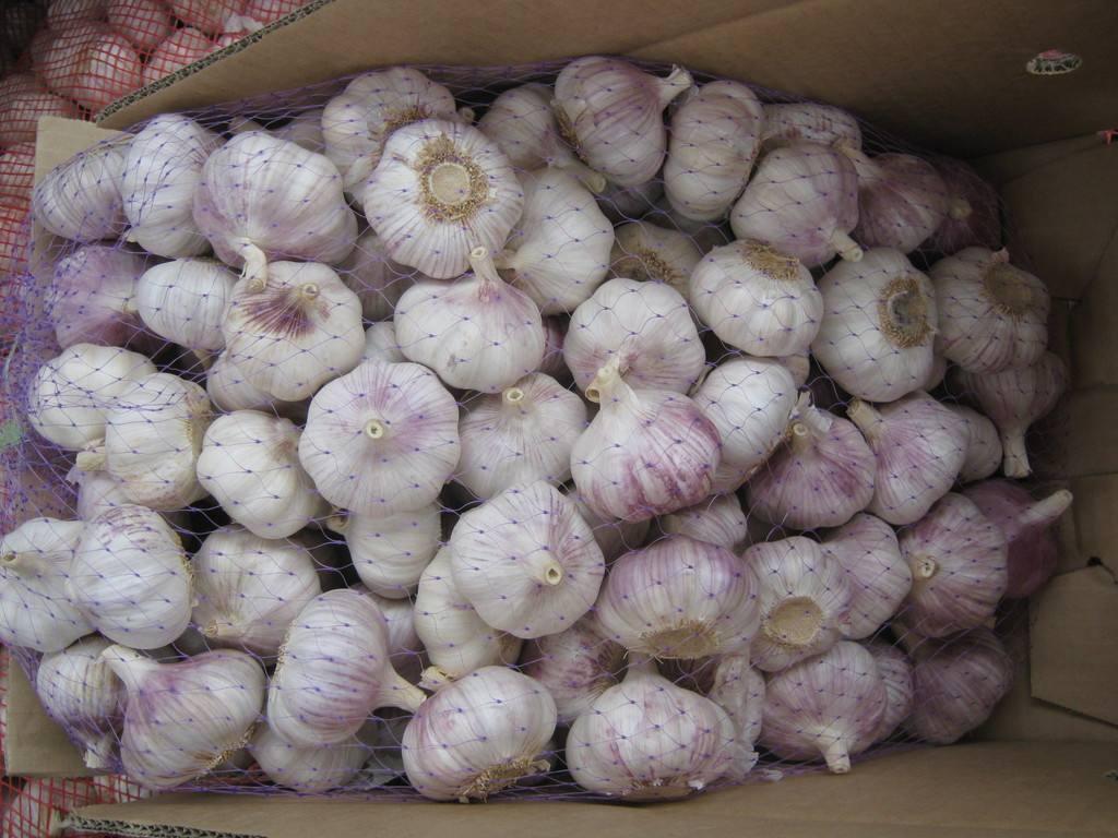 金乡今天大蒜最新行情,金乡今日的大蒜故事，蒜香里的温情与欢笑