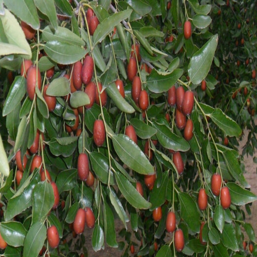 海枣树成长之路，励志故事与价格探寻