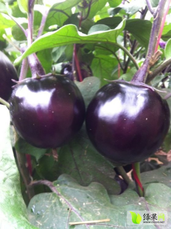 圆茄子行情深度解析与探讨