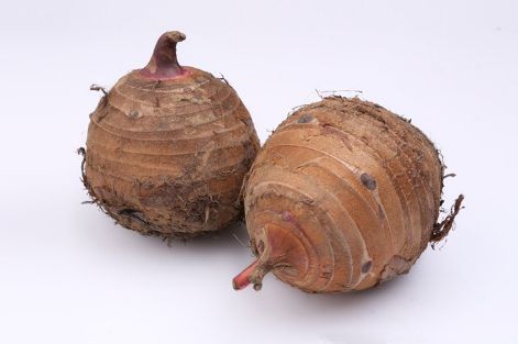 芋头成长故事，从田间到餐桌的市场行情探索