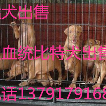 比特犬的热血赛场，力量与自信的展现