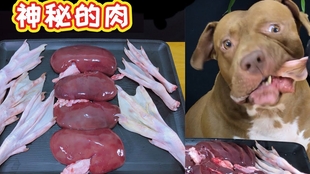 比特犬冷血比赛视频