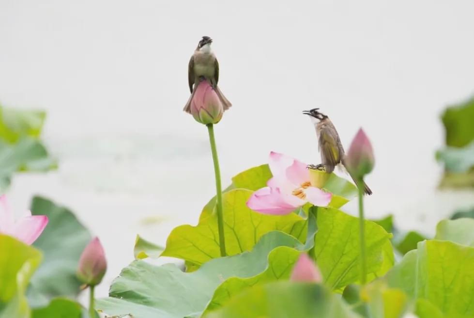 荷最新,荷最新，引领科技潮流，重塑生活体验