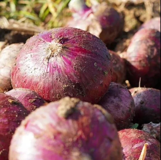 云南洋葱最新价格行情详解，获取与分析洋葱价格走势的方法与策略