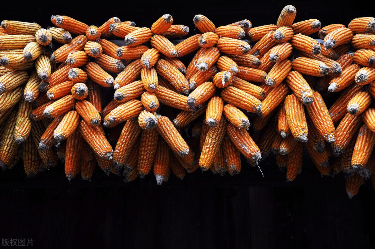 今日小麦价格动态，麦浪中的温情故事与最新行情分析