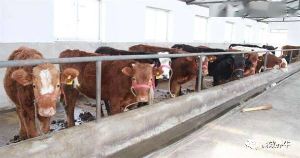 牛养殖尖端技术