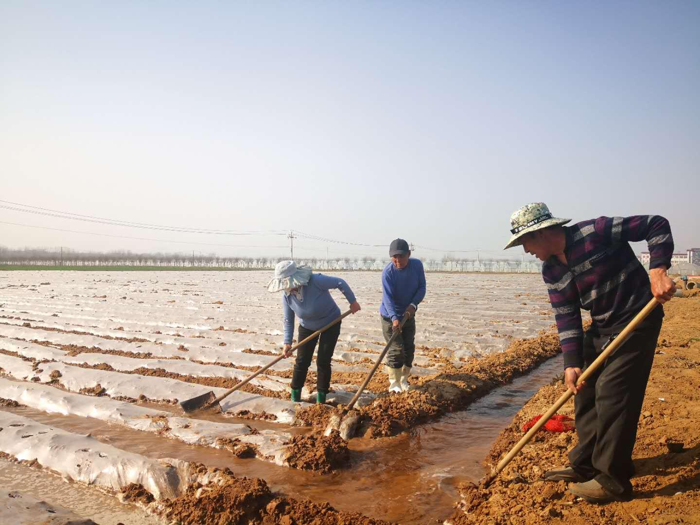 泗水土豆价格动态与筐中的快乐时光揭秘