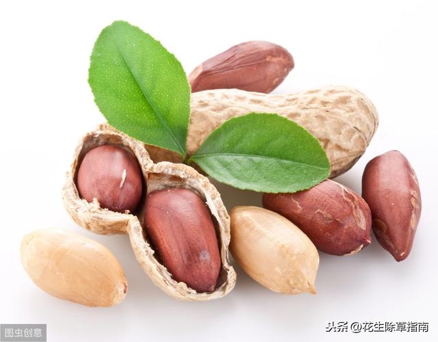 山东省花生米最新价格行情