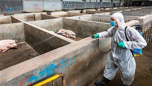 最新猪瘟疫情，背景、事件、影响与时代地位分析