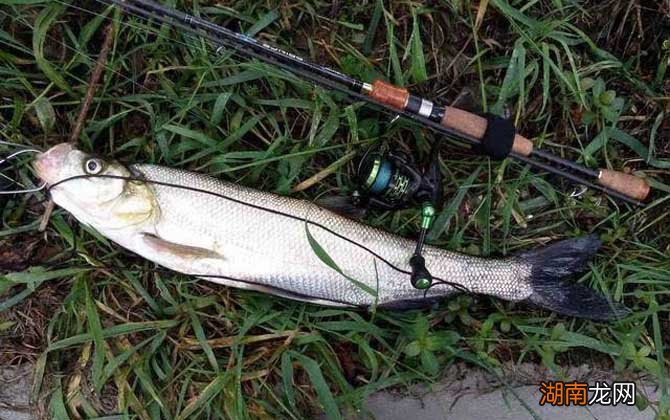 翘嘴价格行情，小巷美食秘境探秘之旅