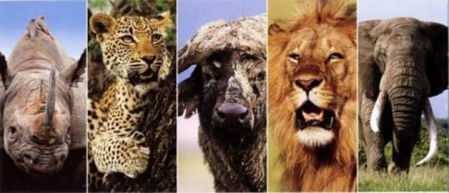 动物世界电视节目，探索奇妙自然界的窗口之旅