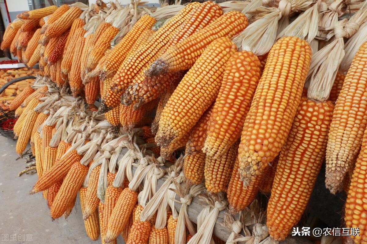 山东玉米价格最新行情走势,山东玉米价格最新行情走势