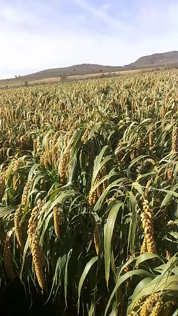 谷子价格行情,谷子价格行情，一场智慧与勇气的较量，如何在变化中找寻自信与成就