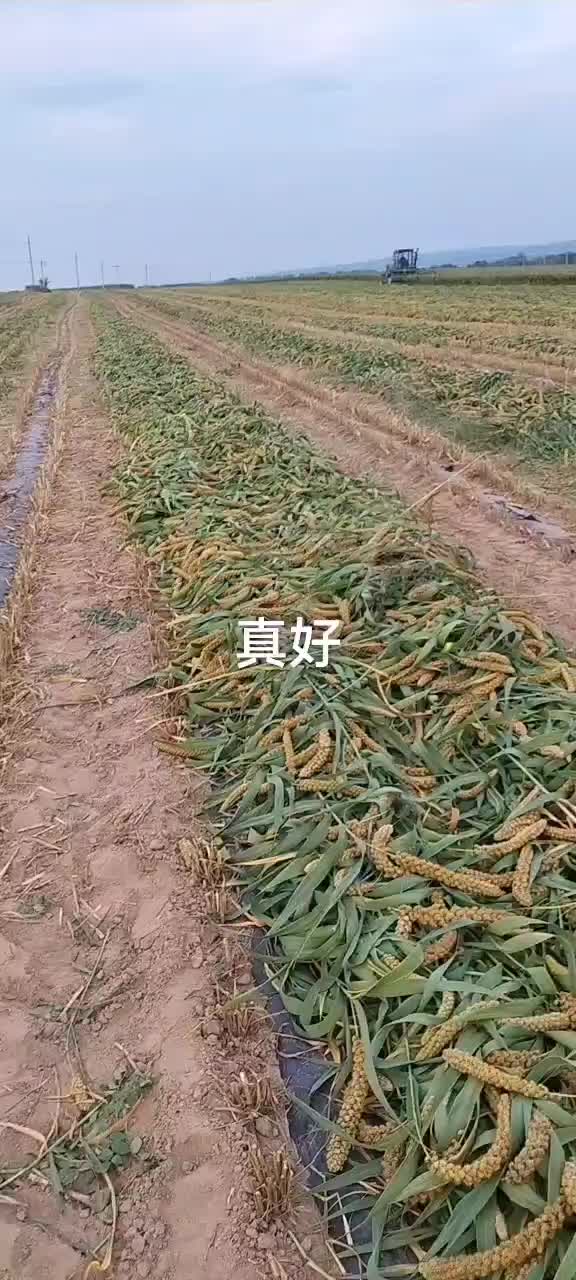 谷子价格行情,谷子价格行情全面解析，洞悉市场动态！