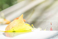 飞车动漫，速度与激情的辉煌时代