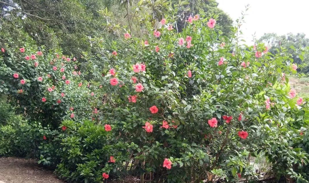 美百乐镇价格，时代变迁下的影响与波动分析