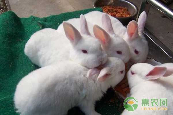 兔子最新价格揭秘,温馨有趣的日常故事开启!