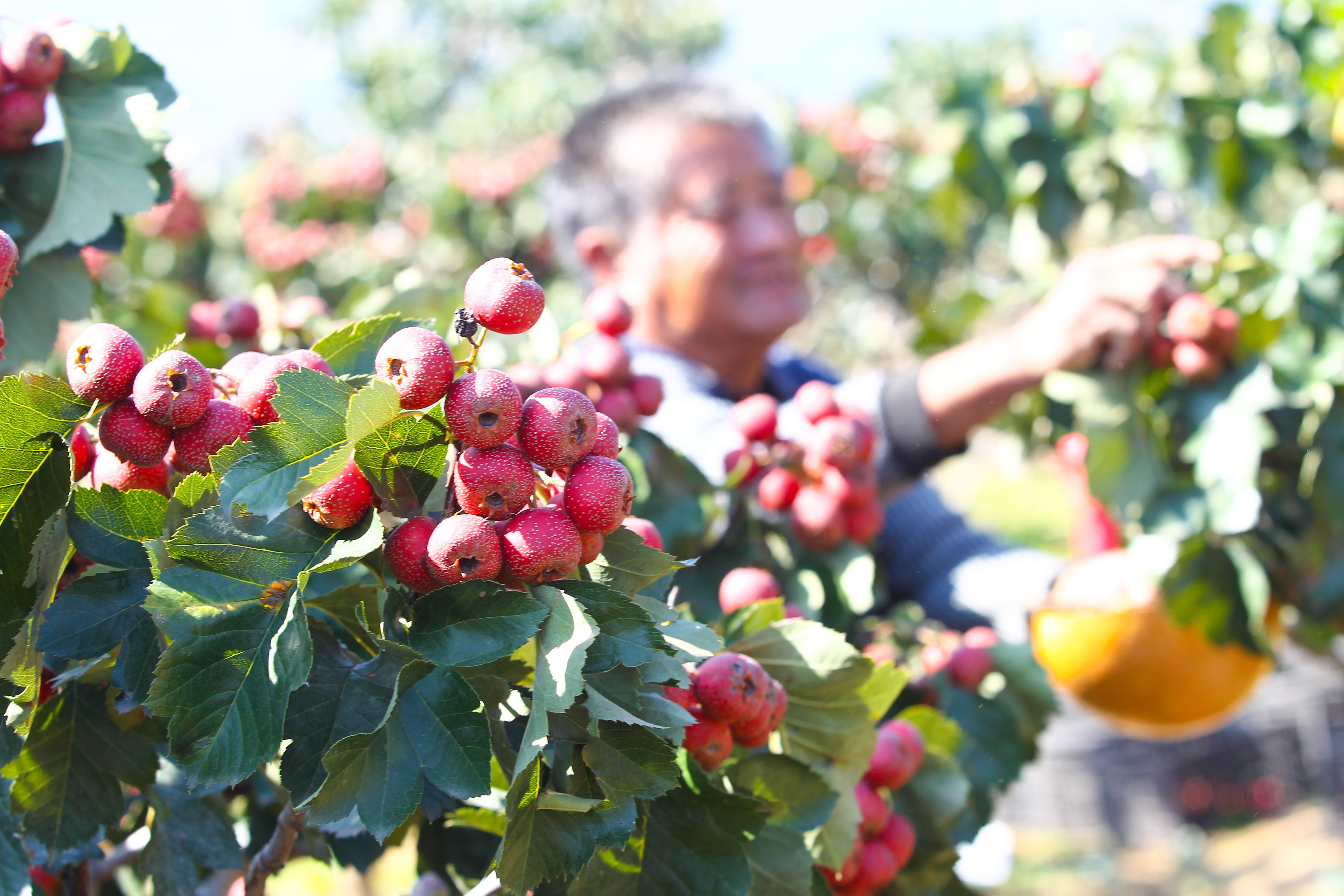 临朐一品世家最新动态,临朐一品世家最新动态，全面指南与步骤解析