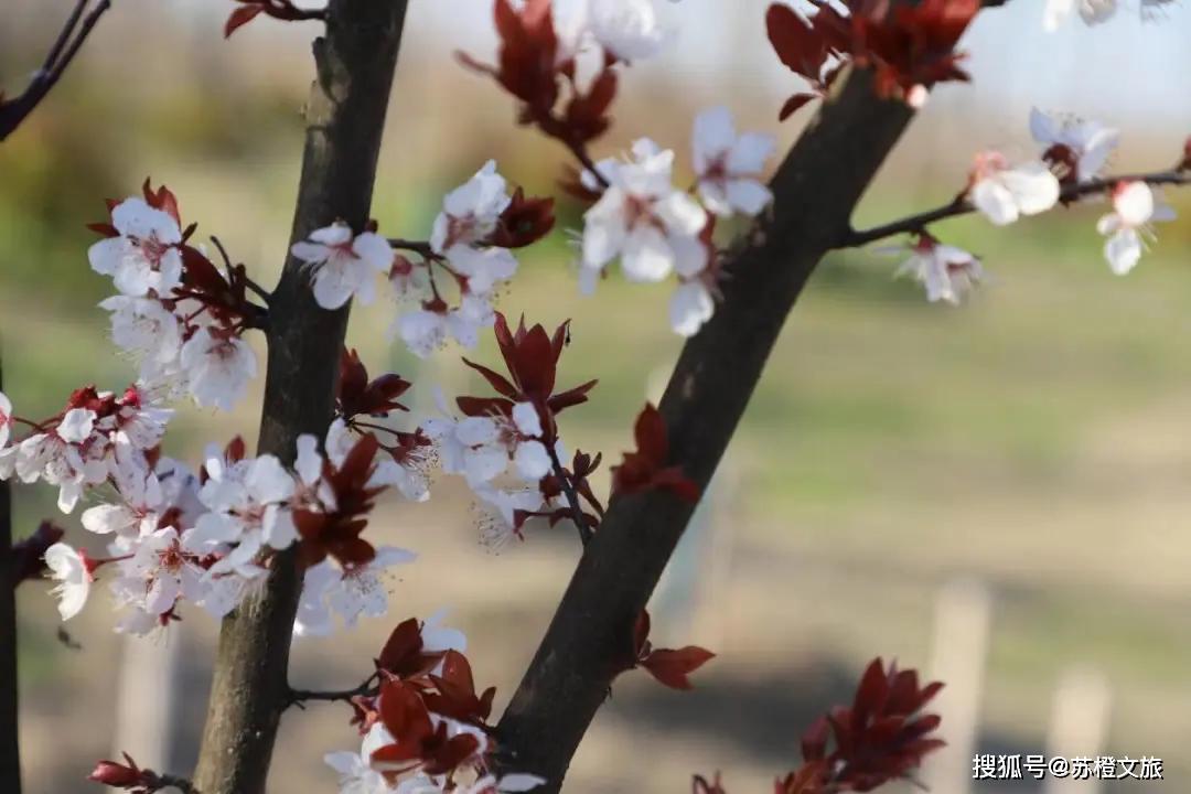 泗阳成子湖旅游区最新动态图,多维视角下的旅游发展新探