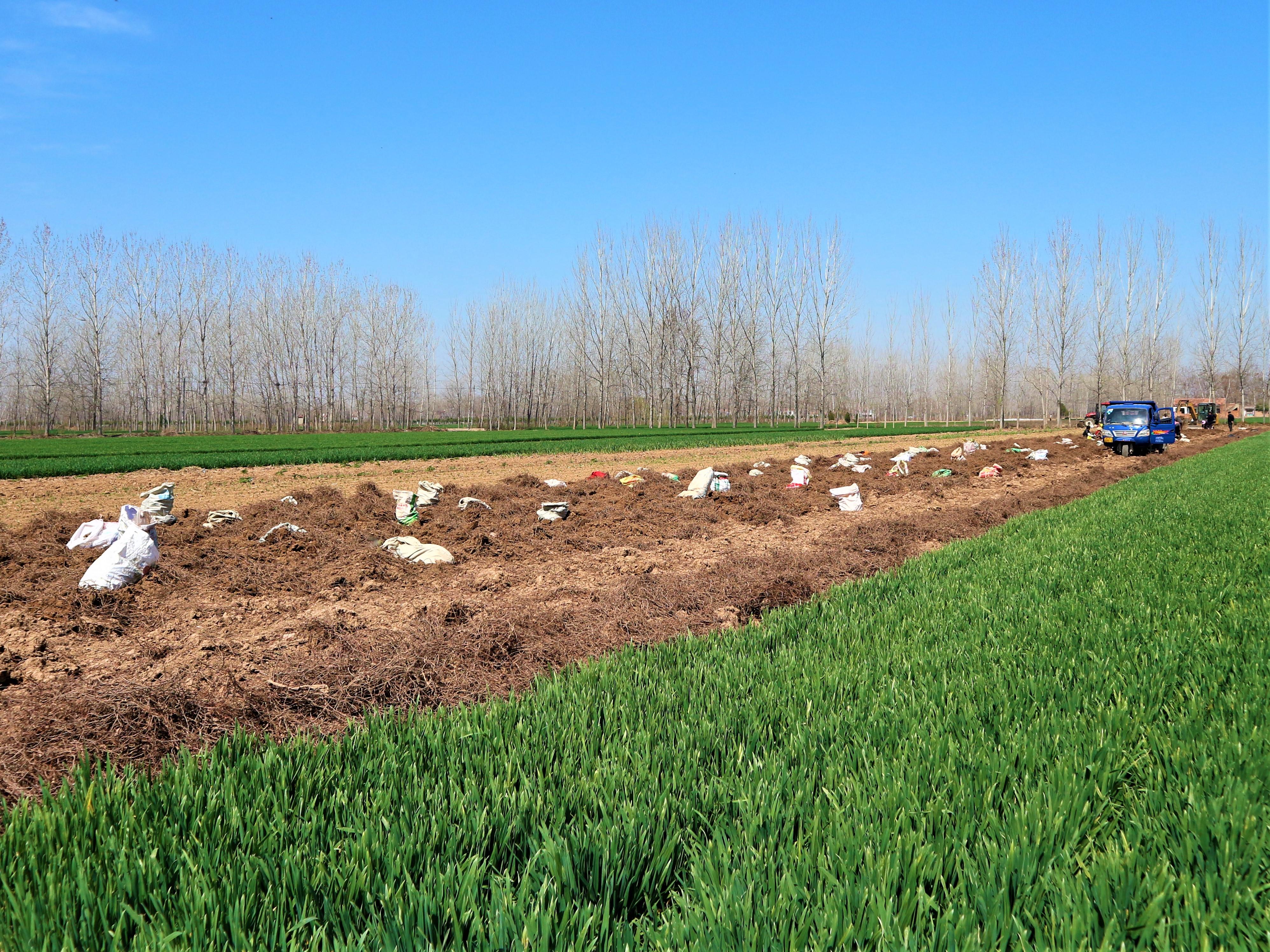 何首乌价格行情