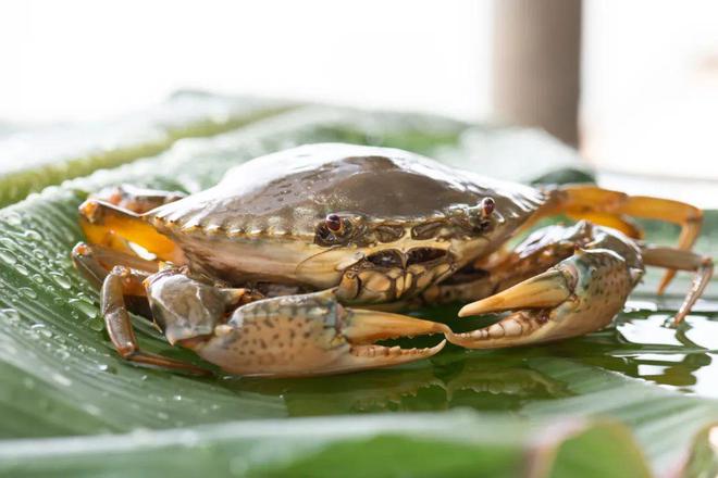 室内青蟹养殖技术革新探讨与实际应用指南