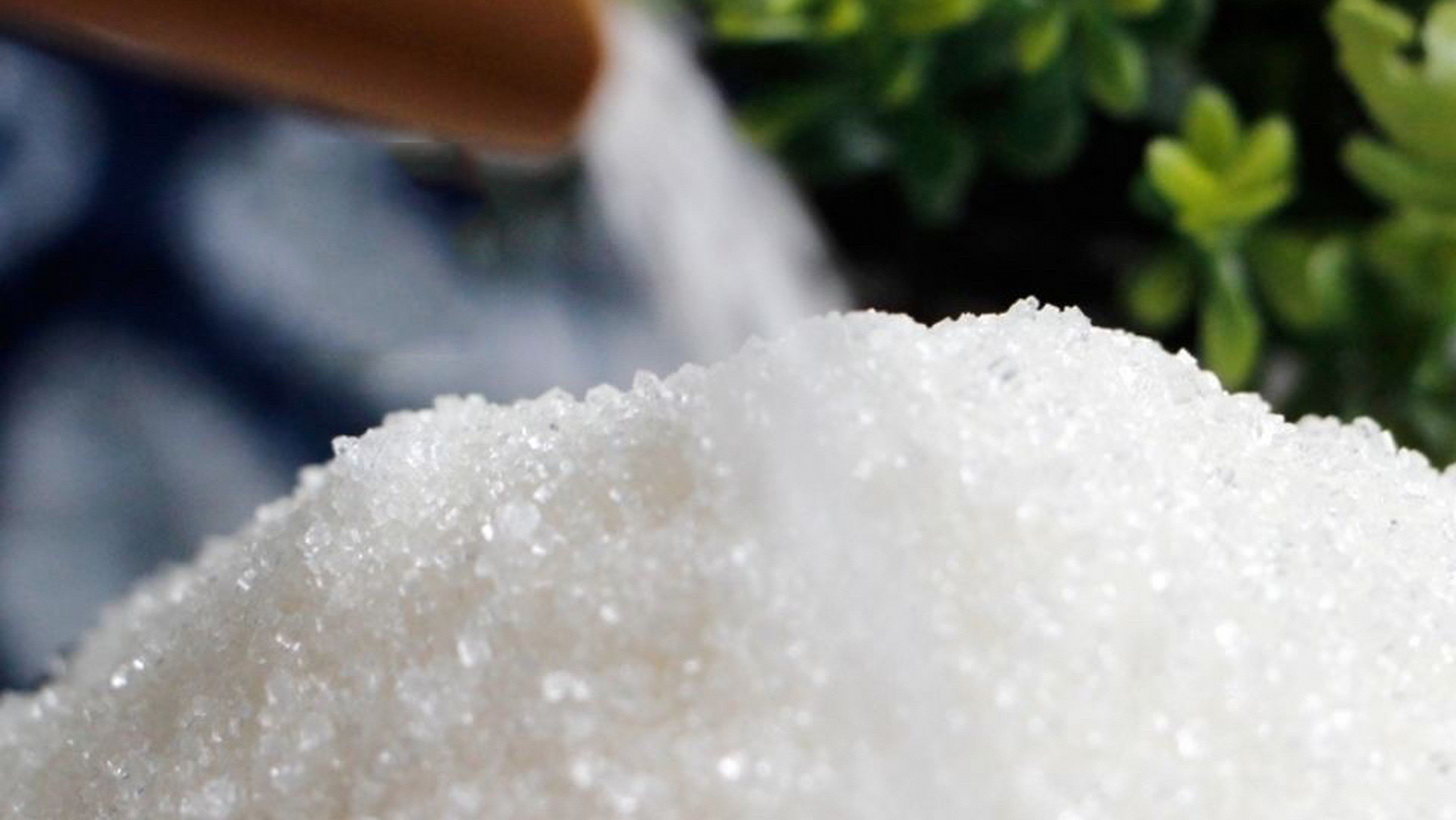 今日白砂糖行情更新,最新市场动态及价格走势分析