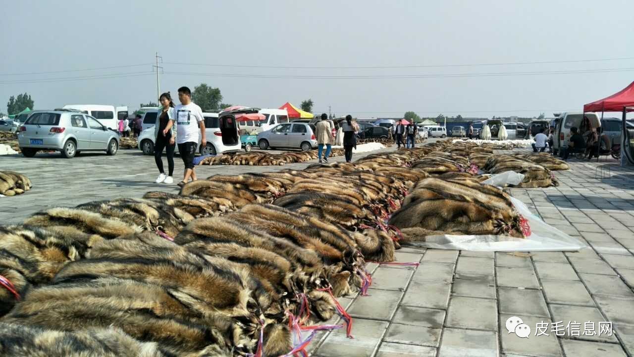 今日大营皮毛价格行情概览