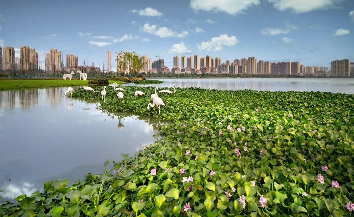 梅冲湖湿地公园最新动态