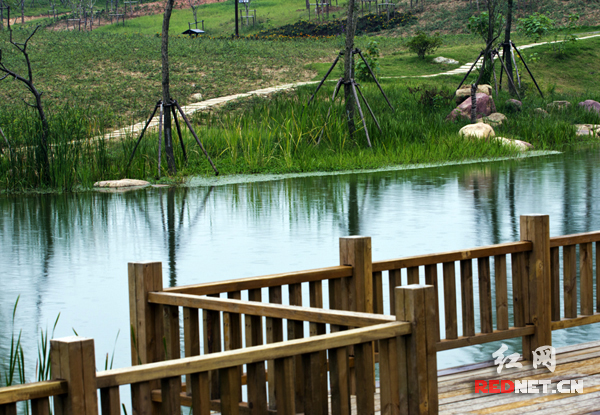 梅冲湖湿地公园最新进展更新