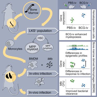 干细胞研究进展，深度了解与探索的步骤指南