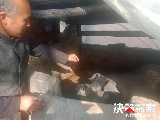 最新式养猪棚，与自然美景的邂逅，探寻内心的平静与宁静