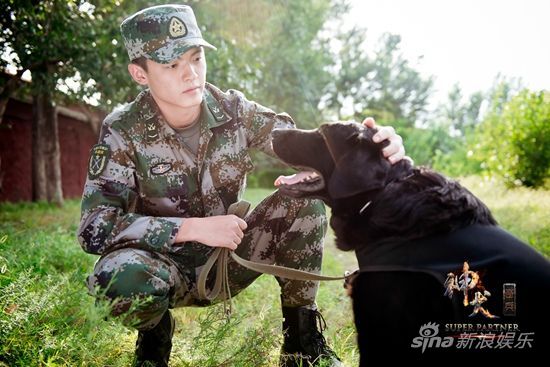最新军犬题材电视剧大全，观看指南汇总